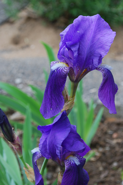 Deutsche Schwertlilie - Iris germanica L. – Familie: Iridaceae
